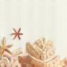 Decorative sea star and shells